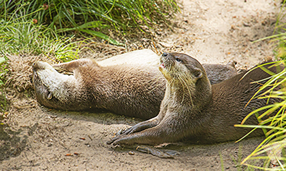 Une loutre solitaire avait perdu son compagnon, un refuge arrive à lui trouver son nouvel amour
