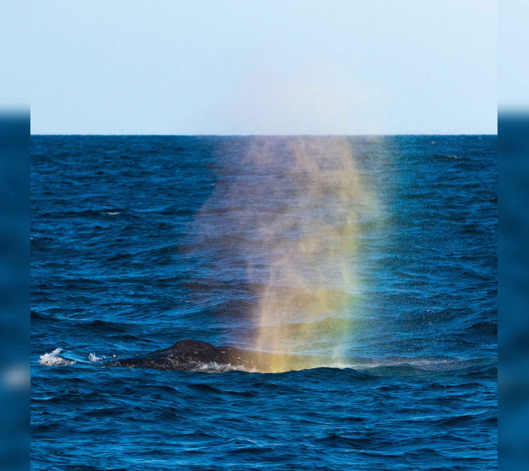 Des photos étonnantes montrent une baleine à bosse laissant jaillir un arc-en-ciel coloré de son évent