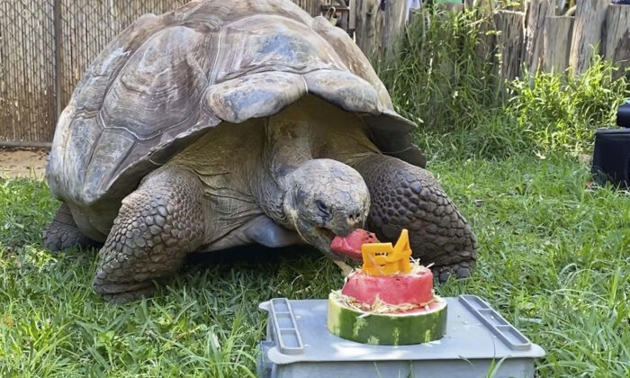 Une tortue des Galapagos de 200 kg célèbre son 54e anniversaire avec un gâteau à la pastèque au zoo de Perth