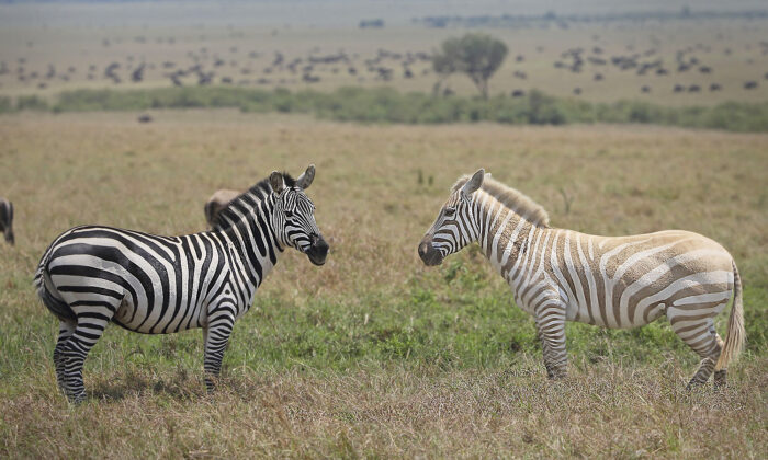Un couple en safari capture des photos d&rsquo;un zèbre blanc extrêmement rare qui broute dans la savane africaine