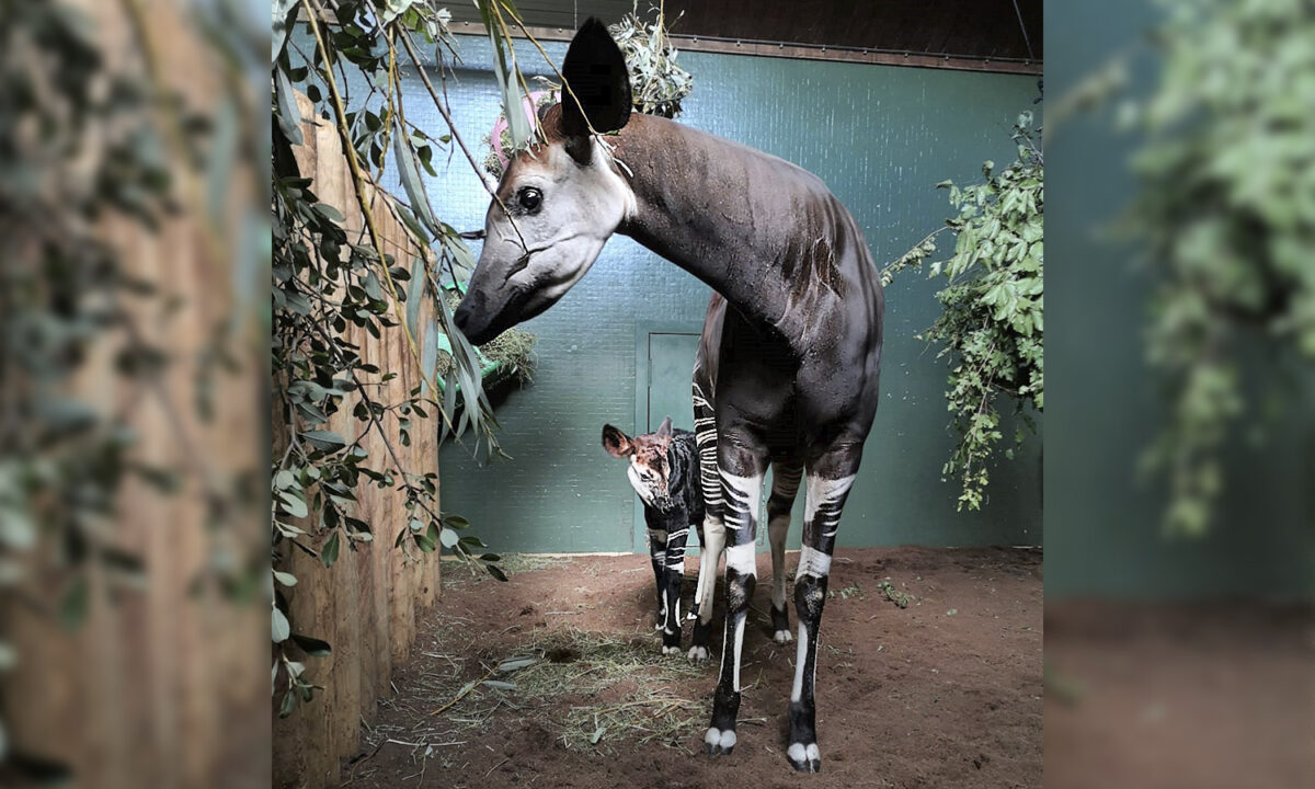 Un adorable bébé okapi, né au zoo de Londres pendant le confinement, fait ses premiers pas « chancelants »