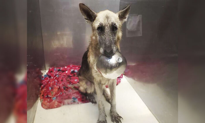 Un adorable chien sauvé présente le plus charmant des tours avec sa gamelle pour se faire remarquer