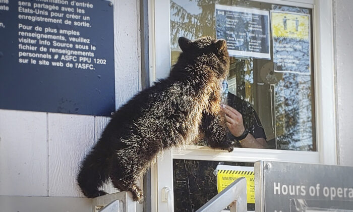 Un ourson capturé alors qu&rsquo;il tentait de traverser la frontière entre le Canada et les États-Unis &lsquo;sans documents de voyage&rsquo; est pris en charge par un refuge