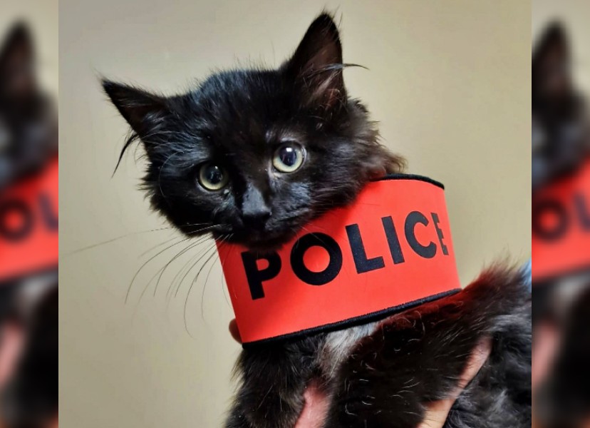 Ain : la nouvelle mascotte du commissariat permet aux policiers de lutter contre la morosité ambiante