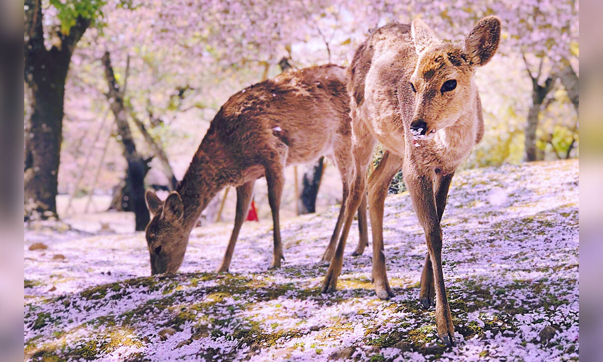 Un photographe filme des cerfs japonais qui inclinent poliment leurs têtes dans un décor surréaliste de fleurs de cerisiers