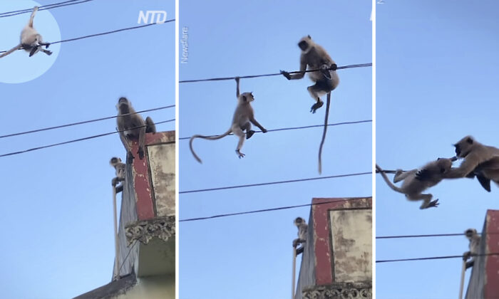 Une vidéo à couper le souffle : un singe risque sa vie pour sauver son bébé piégé sur des fils électriques