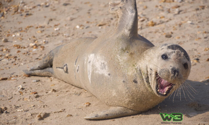 Un photographe surprend un phoque amical en train de quémander des câlins en se faufilant entre les baigneurs