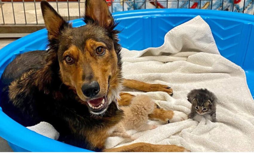 Une chienne secourue « adopte » des chatons orphelins après avoir perdu ses chiots prématurés