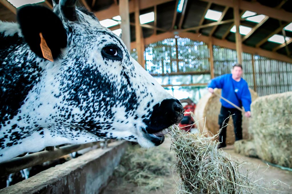 Finistère : en réponse à des tags injurieux de militants animalistes, un agriculteur fait réaliser une fresque