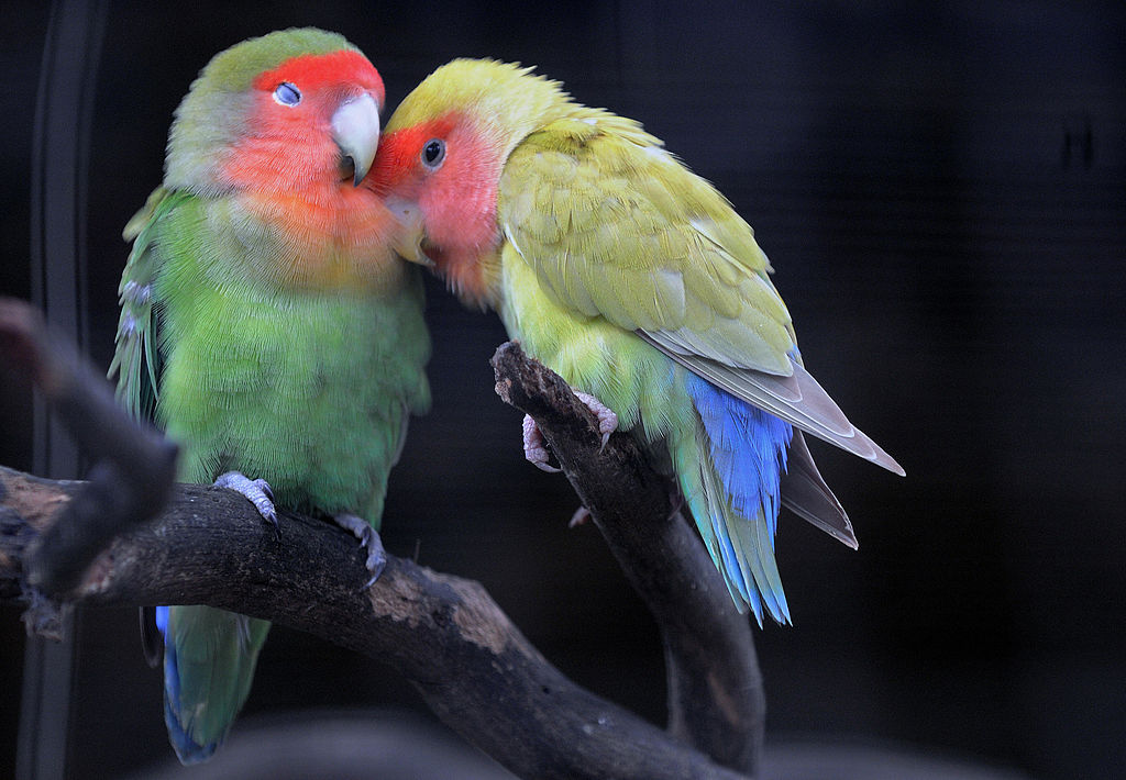 Espagne: des perroquets aperçus en train de libérer des oiseaux enfermés dans des cages allant de maison en maison