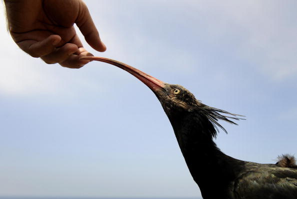 Isère : une femelle ibis chauve égarée lors de sa migration a été abattue par des tirs italiens