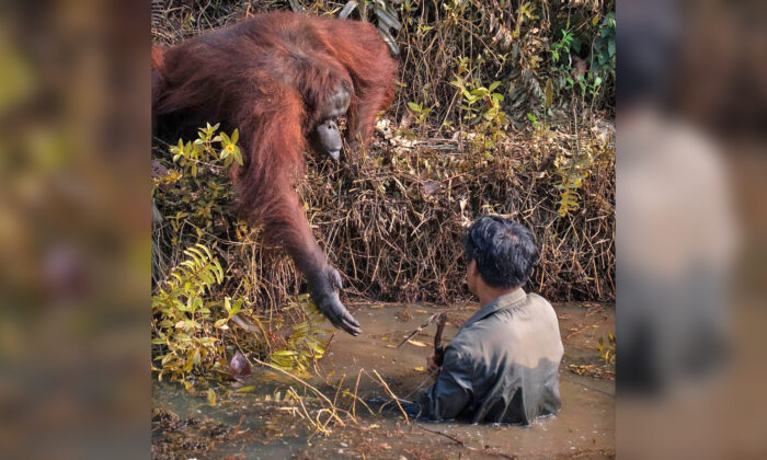 Un orang-outan tend une main secourable au garde qui nettoyait la rivière de ses serpents