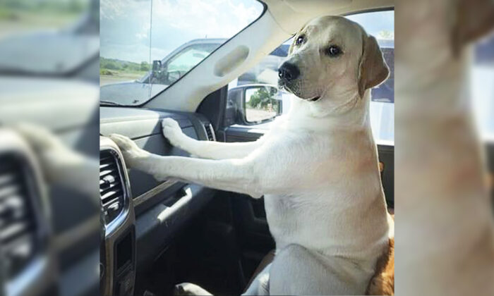 Un chien perdu dans les bois est retrouvé grâce aux vêtements de feu son propriétaire