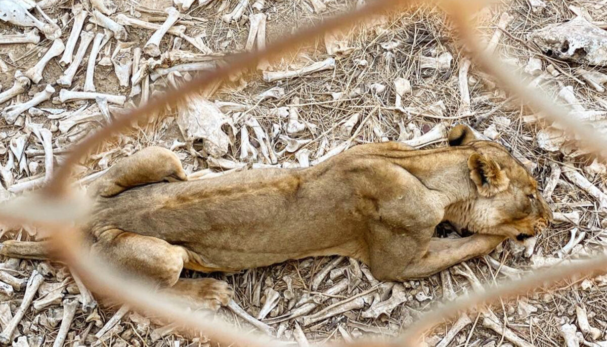 Une ONG partage des images bouleversantes d&rsquo;animaux au seuil de la mort dans un zoo d&rsquo;Afrique de l&rsquo;Ouest, lors de ses efforts de sauvetage
