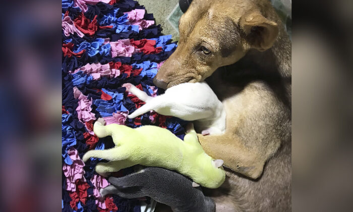 Un chiot rare à fourrure verte est né aux Philippines – ses propriétaires l&rsquo;ont appelé « Wasabi »
