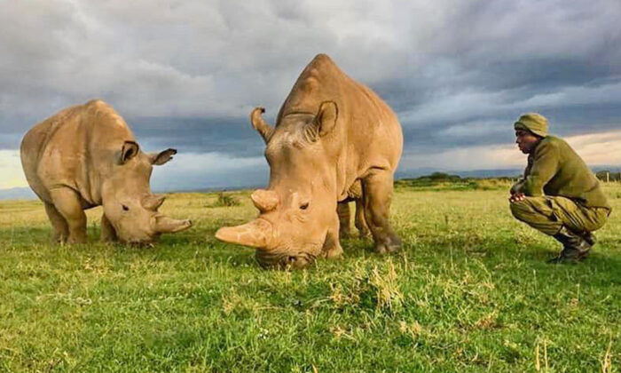 Les deux derniers rhinocéros blancs du monde ont besoin de gardes armés 24 heures sur 24