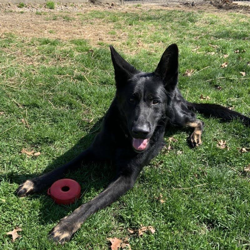 Un chien visé en plein tête par son propriétaire se rétablit complètement et trouve un nouveau foyer