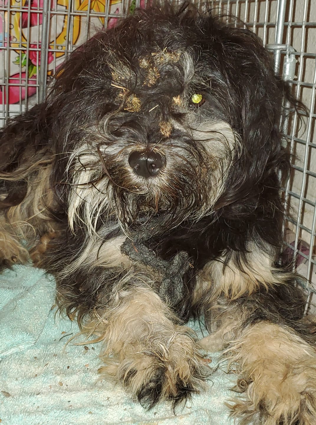 Une chienne errante n’abandonnera pas son amie décédée sur une route très fréquentée jusqu&rsquo;à ce que des gens osent la secourir