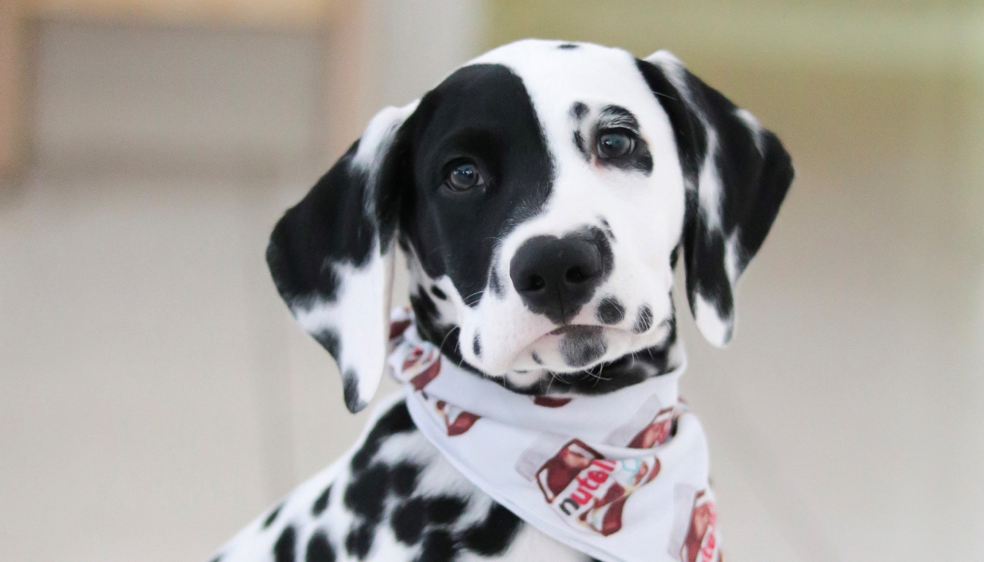 Un dalmatien avec un nez en forme de cœur est entraîné à devenir un chien d&rsquo;assistance pour l&rsquo;autisme