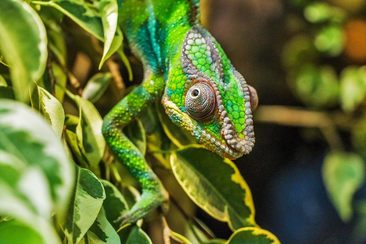 Des scientifiques redécouvrent un caméléon insaisissable vu pour la dernière fois il y a 100 ans à Madagascar