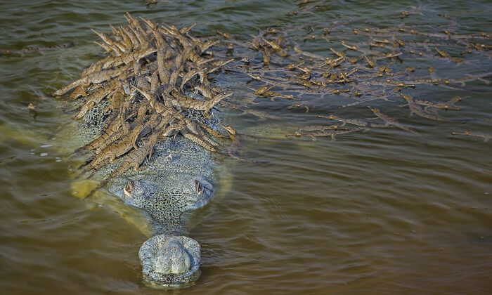 La photo d’un père crocodile portant plus de 100 bébés crocodiles sur son dos est porteur d&rsquo;espoir