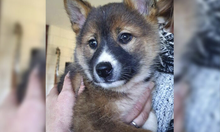 Un bébé « koala » sauvé s&rsquo;avère être un dingo alpin de race pure ultra-rare