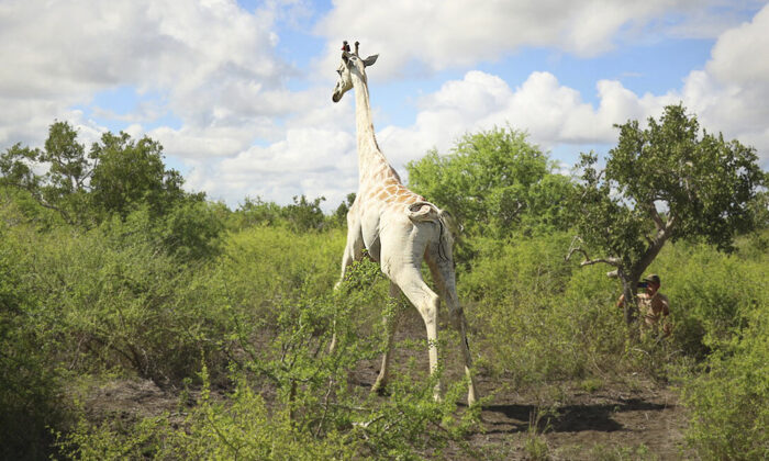 La dernière girafe blanche survivante au monde est équipée d&rsquo;un GPS pour la protéger des braconniers, au Kenya