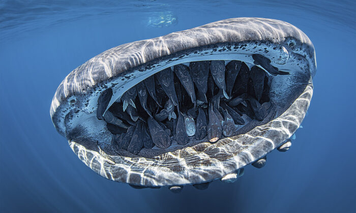 La photo d&rsquo;un requin-baleine « souriant » avec la bouche pleine de sympathiques rémoras remporte un concours photo