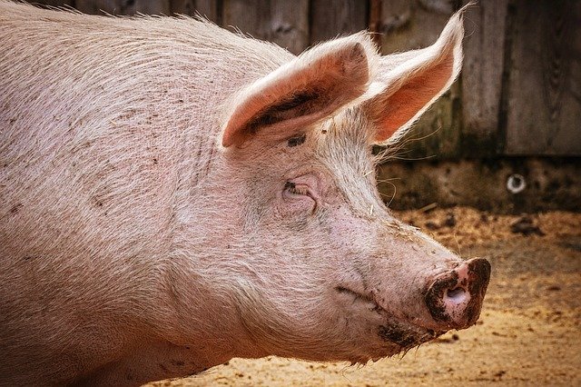 Bretagne : un cochon s&rsquo;échappe de sa cage juste devant l&rsquo;abattoir et se réfugie dans le jardin d&rsquo;une retraitée