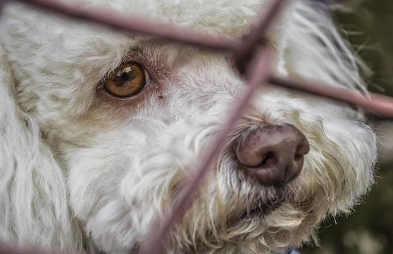 Jusqu’à trois ans de prison en cas d’abandon d&rsquo;animaux, annonce Julien Denormandie
