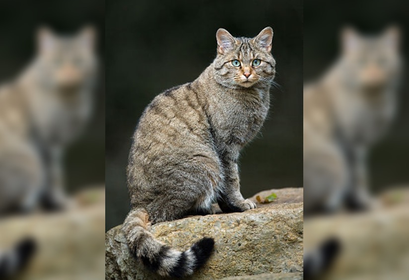 Hérault : le chat forestier d&rsquo;Europe, espèce très rare, colonise le département