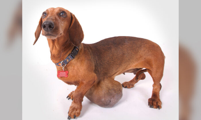 Une chienne, présentant une tumeur de la taille d&rsquo;un melon, presque euthanasiée par ses propriétaires, survit après l&rsquo;opération