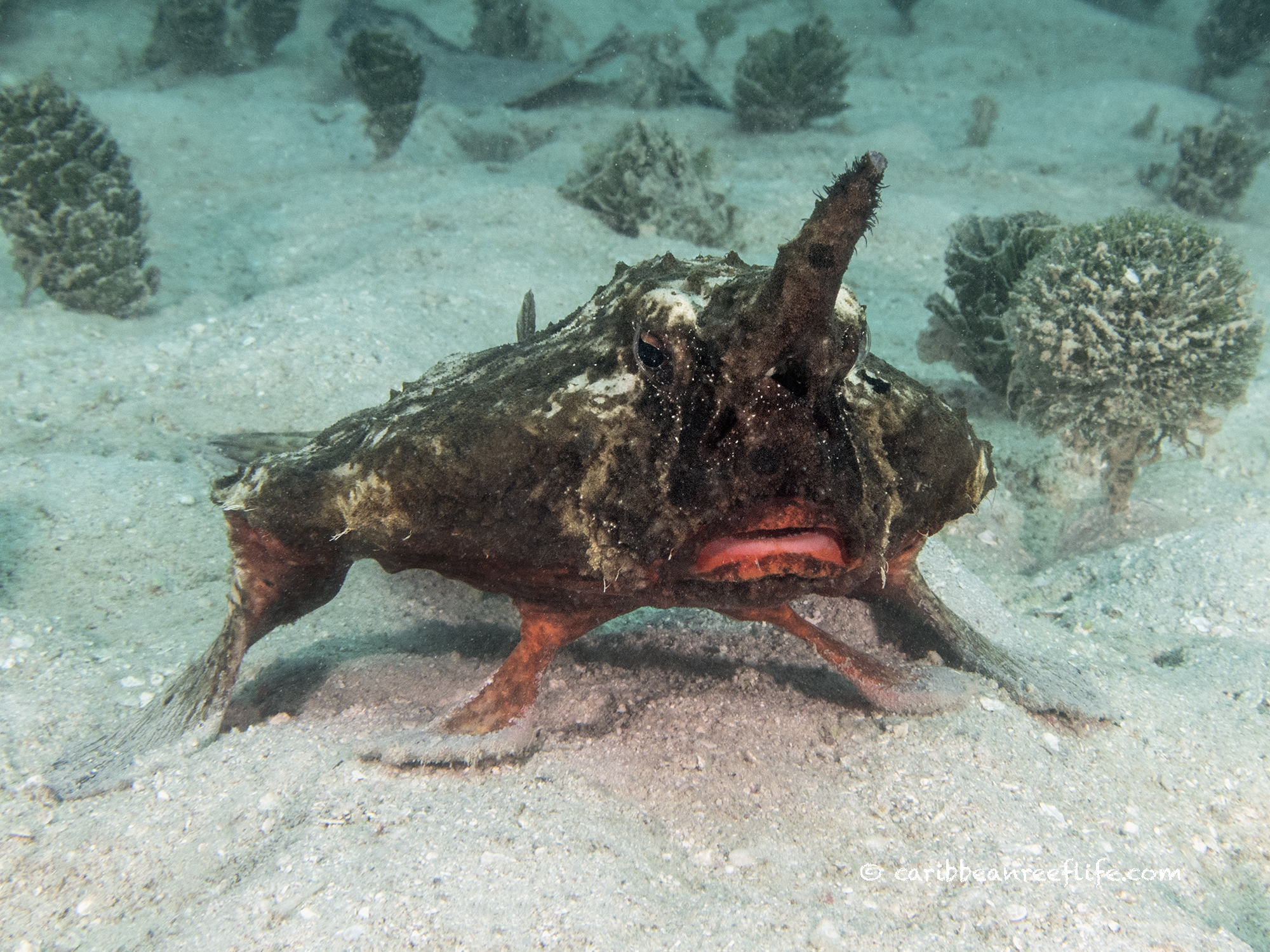 Un plongeur filme un étrange poisson chauve-souris à museau court « marchant » avec ses nageoires sur le fond de l&rsquo;océan dans les Caraïbes