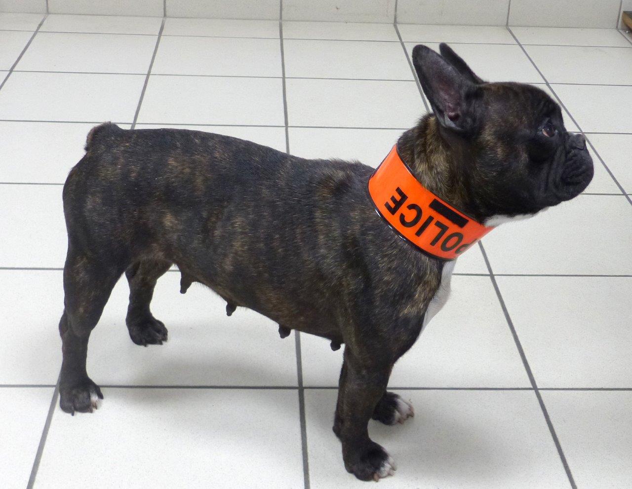 [Vidéo] Les touchantes retrouvailles de la chienne Bouboule avec ses maîtres, un an après avoir été volée