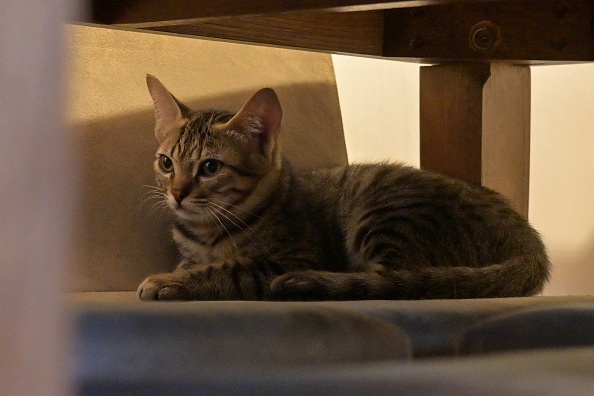 Orléans : le chat coincé à huit mètres de haut depuis cinq jours est sain et sauf