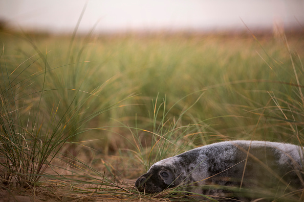 La police sauve un bébé phoque aux Sables-d’Olonne