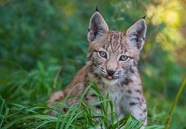Doubs : une jeune femelle lynx affamée sauvée in extremis par le Centre Athénas