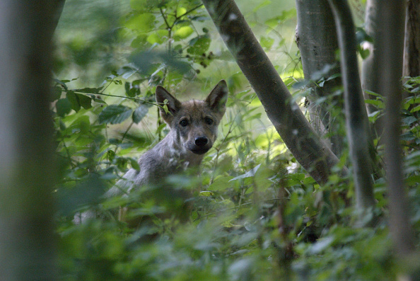 VIDEO. Grâce à un piège photo, un jeune Savoyard filme deux petits louveteaux dans une forêt