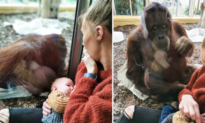 Une maman allaitant son bébé partage un moment d&rsquo;intense émotion avec un orang-outan