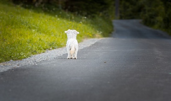 Le gouvernement veut lutter contre l&rsquo;abandon des animaux de compagnie