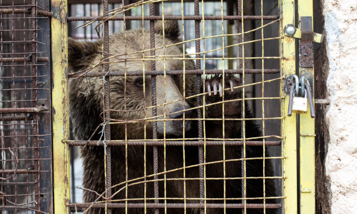 Un ours gardé illégalement dans une petite cage rouillée pendant 3 ans dans un zoo retrouve un nouveau logis