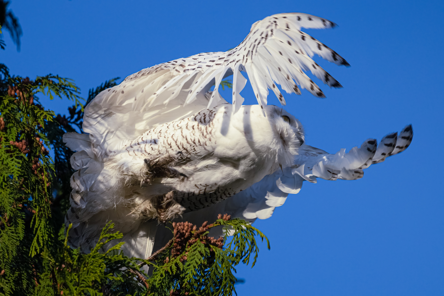 Un photographe capture de superbes images de harfang des neiges, une apparition improbable dans le région de Washington