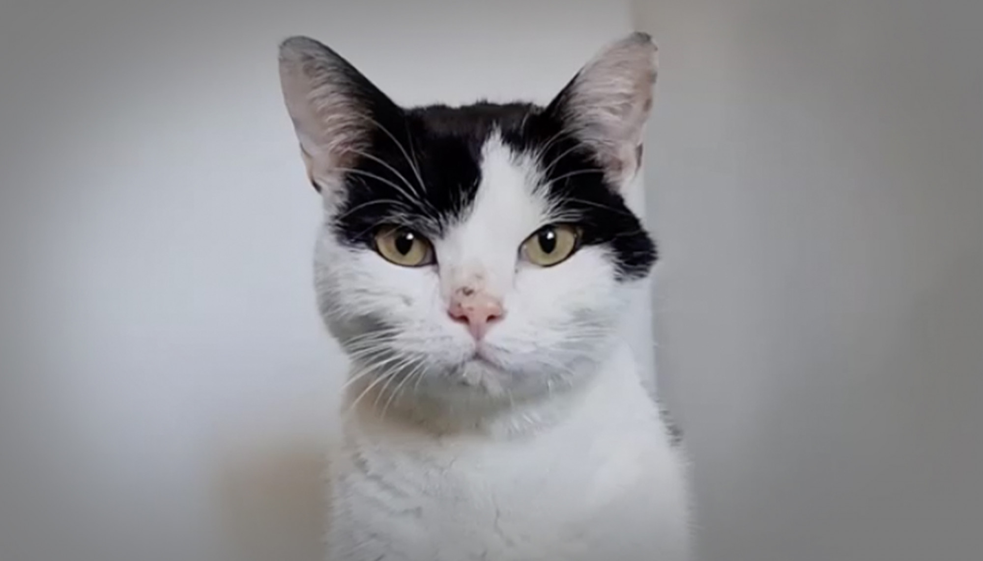 Un chat errant qui a frôlé la mort a mangé du caoutchouc pour survivre et a été secouru dans un état lamentable