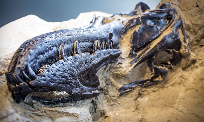 États-Unis : des archéologues exhument des fossiles d&rsquo;un jeune tyrannosaure et d&rsquo;un tricératops