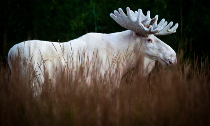 Un photographe de la faune sauvage capte des images saisissantes d&rsquo;un rare élan blanc, dans les forêts suédoises