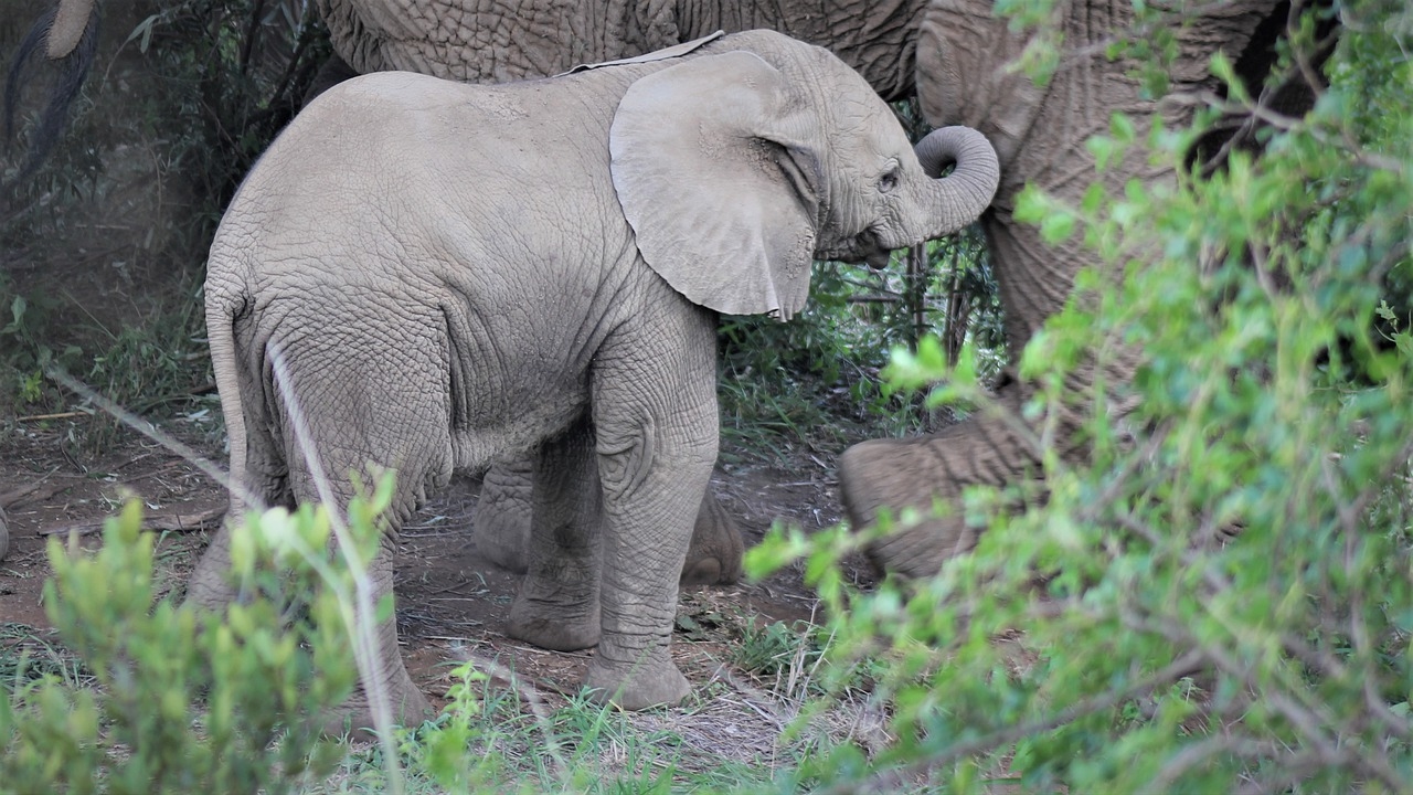 Thaïlande : il sauve un éléphanteau heurté par une moto en lui faisant un massage cardiaque (vidéo)
