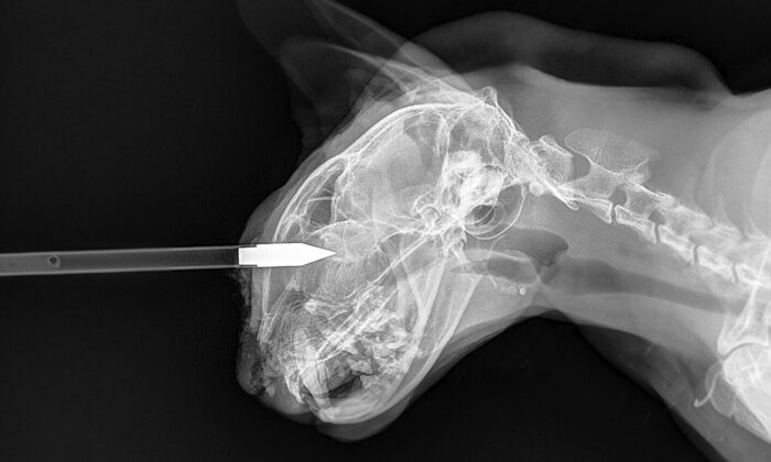 « Acte de barbarie » : un petit chat blessé à l&rsquo;œil par un tir d&rsquo;arbalète est sauvé et cherche un nouveau foyer