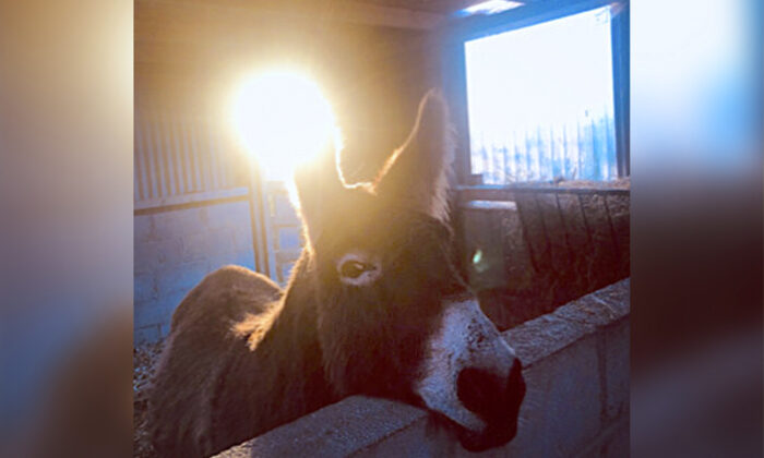 Un âne cruellement brutalisé par 20 jeunes en Irlande, sauvé puis guéri avec l&rsquo;aide d&rsquo;autres animaux