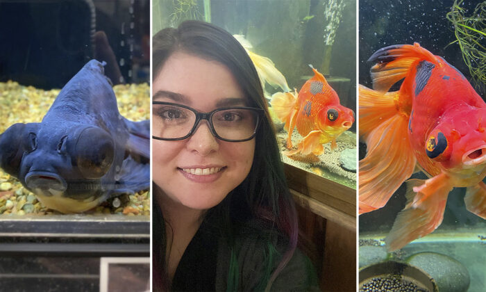Un poisson rouge âgé de 10 ans, négligé et devenu noir, est métamorphosé après les soins salvateurs de son acquéreuse