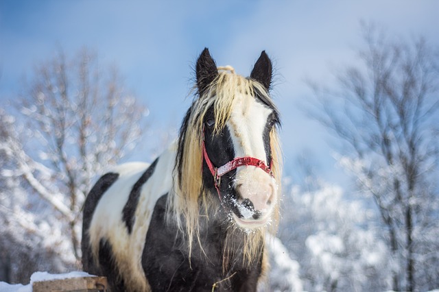 Hautes-Alpes : des chevaux pour remplacer les remontées mécaniques dans une station de ski familiale